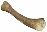 Juvenile Dinosaur (Thescelosaurus) Humerus Bone - Montana #183998-5
